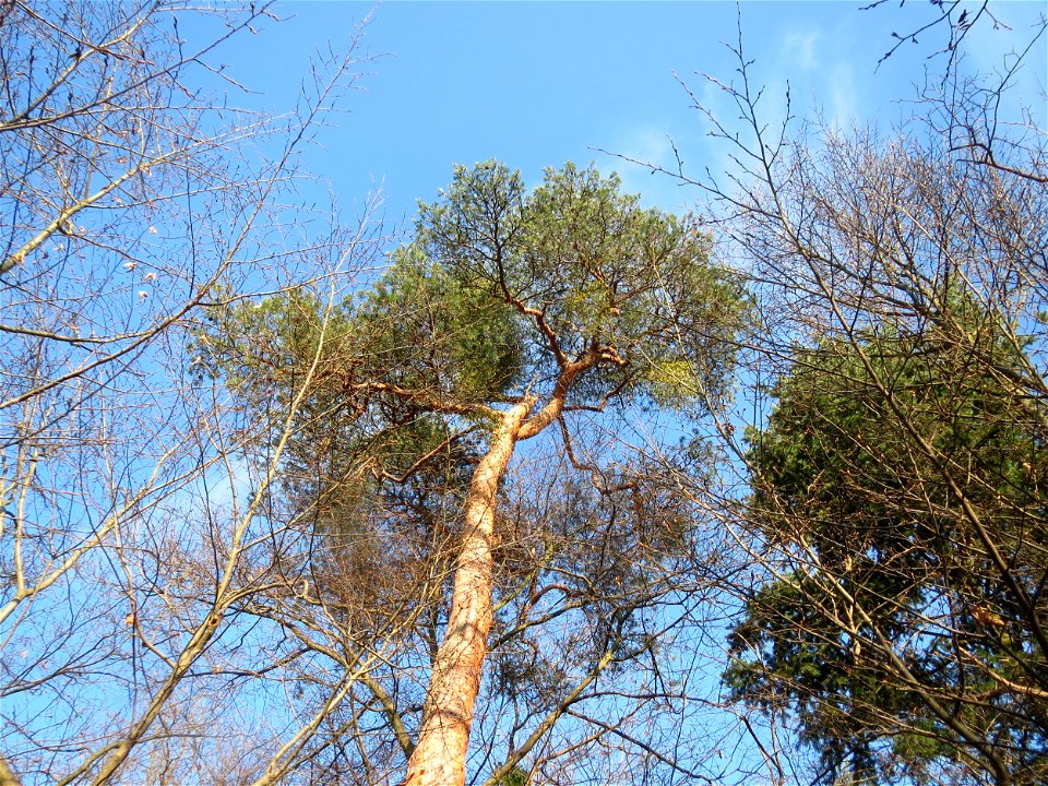 Kiefern (Pinus sylvestris) am Rand vom Schwetzinger Hardt