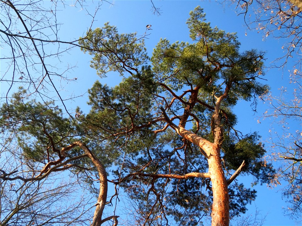 Kiefern (Pinus sylvestris) am Rand vom Schwetzinger Hardt