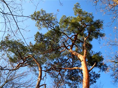 Kiefern (Pinus sylvestris) am Rand vom Schwetzinger Hardt