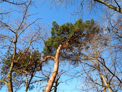 Kiefern (Pinus sylvestris) am Rand vom Schwetzinger Hardt