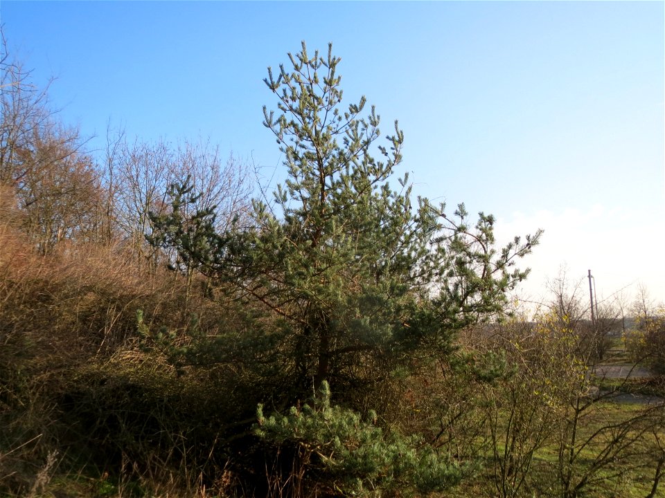 Kiefer (Pinus sylvestris) bei Hockenheim