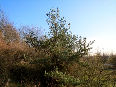 Kiefer (Pinus sylvestris) bei Hockenheim photo