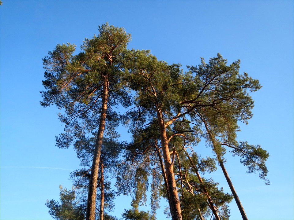 Kiefern (Pinus sylvestris) in der Schwetzinger Hardt