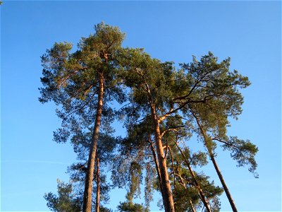 Kiefern (Pinus sylvestris) in der Schwetzinger Hardt