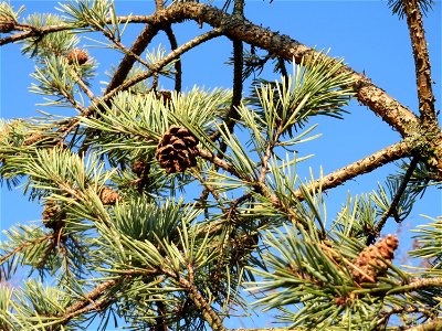 Kiefer (Pinus sylvestris) bei Hockenheim