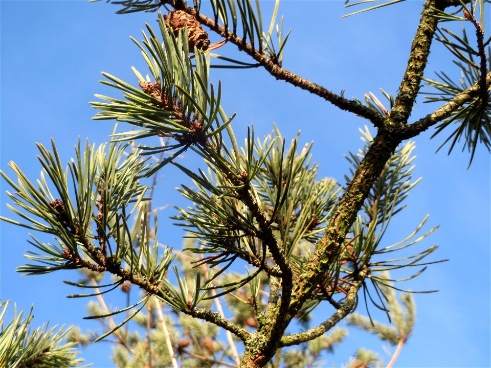 Wald-Kiefer (Pinus sylvestris) bei Hockenheim