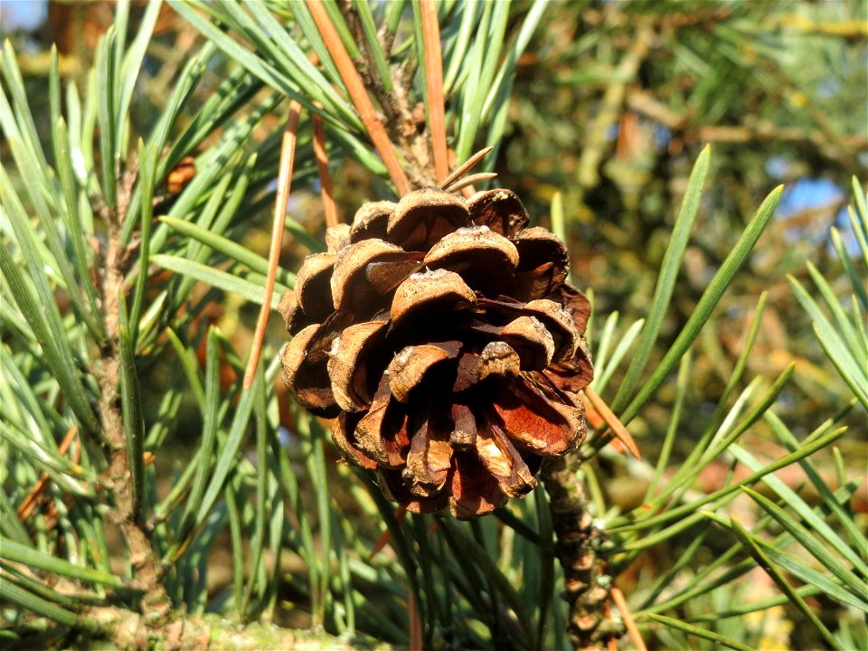 Wald-Kiefer (Pinus sylvestris) bei Hockenheim
