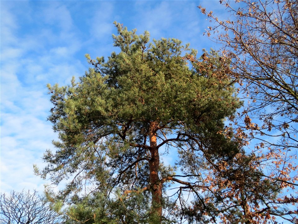 Wald-Kiefer (Pinus sylvestris) im Landesgartenschaupark Hockenheim