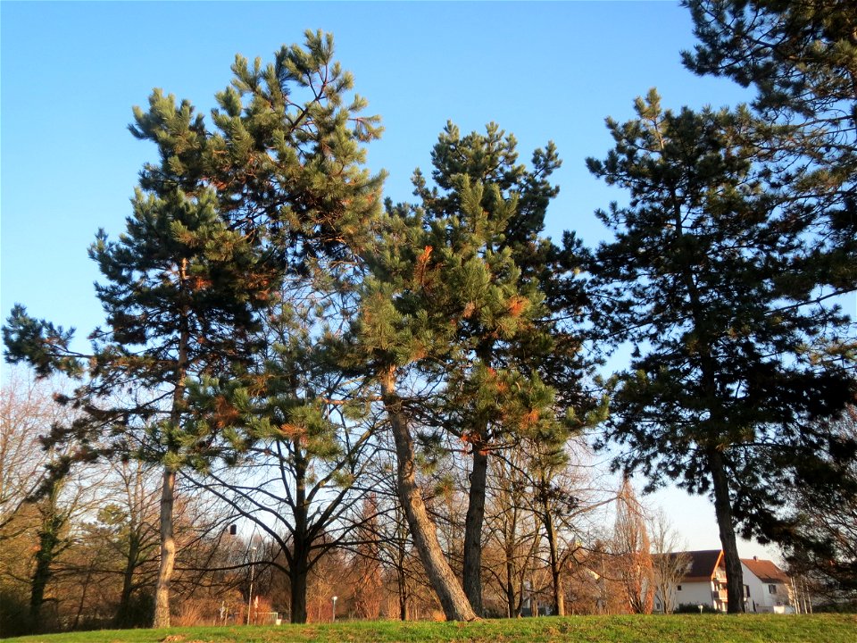 Wald-Kiefer (Pinus sylvestris) im Landesgartenschaupark Hockenheim