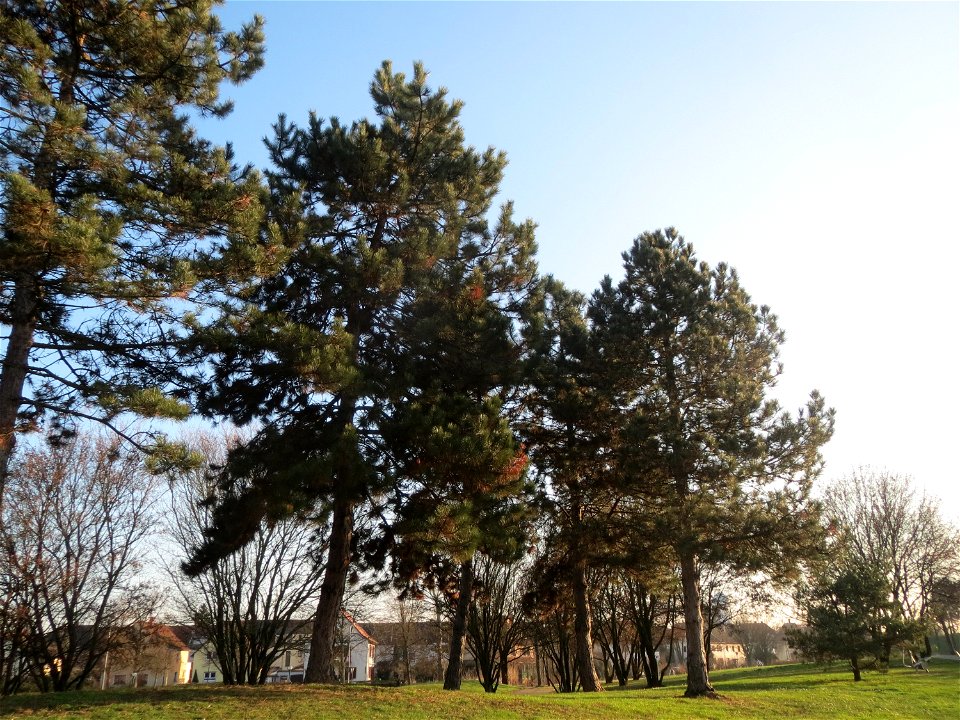 Wald-Kiefer (Pinus sylvestris) im Landesgartenschaupark Hockenheim