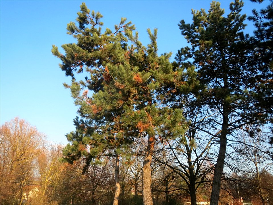 Wald-Kiefer (Pinus sylvestris) im Landesgartenschaupark Hockenheim