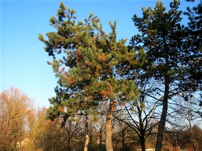 Wald-Kiefer (Pinus sylvestris) im Landesgartenschaupark Hockenheim