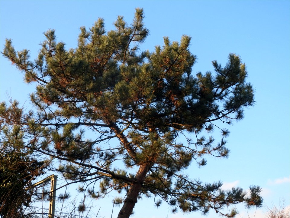 Wald-Kiefer (Pinus sylvestris) im Landesgartenschaupark Hockenheim