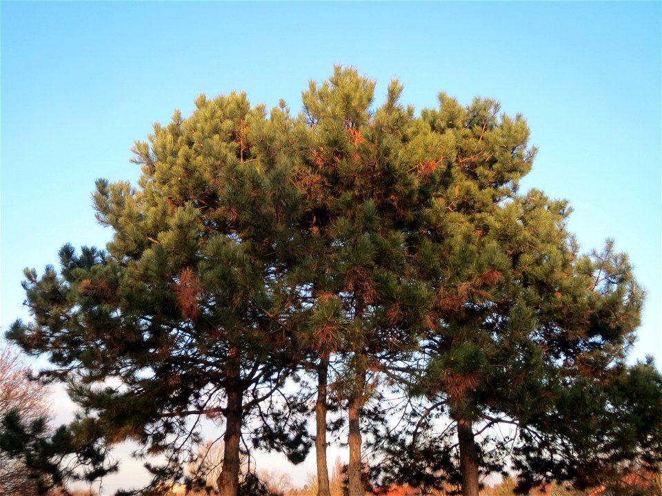 Wald-Kiefer (Pinus sylvestris) im Landesgartenschaupark Hockenheim