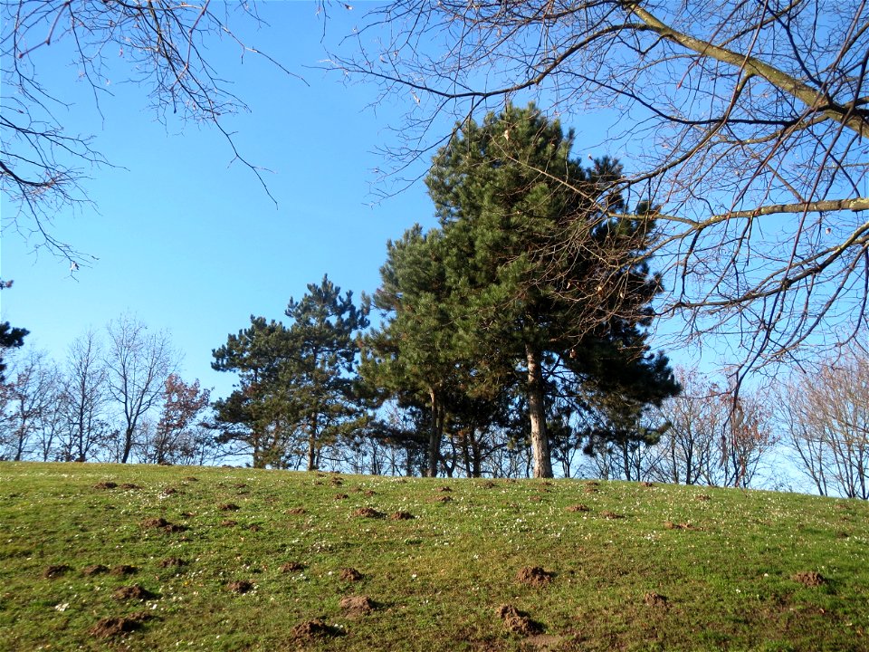 Wald-Kiefer (Pinus sylvestris) im Landesgartenschaupark Hockenheim