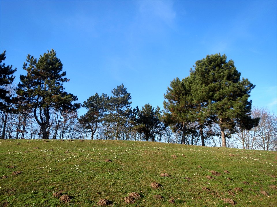 Wald-Kiefer (Pinus sylvestris) im Landesgartenschaupark Hockenheim