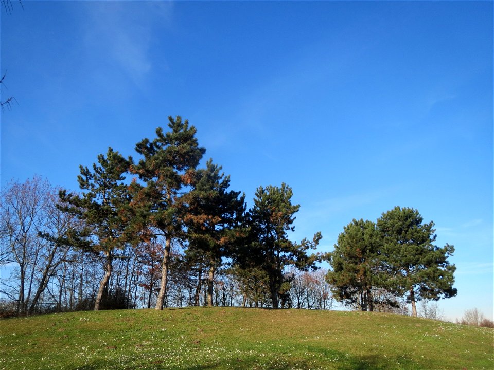 Wald-Kiefer (Pinus sylvestris) im Landesgartenschaupark Hockenheim