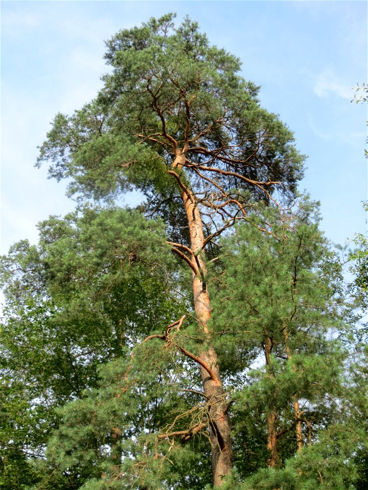Waldkiefer (Pinus sylvestris) im Schwetzinger Hardt