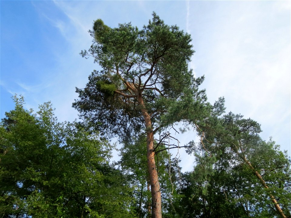 Waldkiefer (Pinus sylvestris) im Schwetzinger Hardt