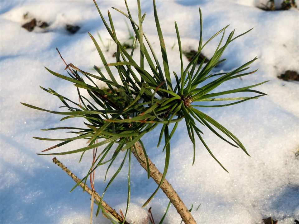 Waldkiefer (Pinus sylvestris) am Bahnhof Bruchmühlbach-Miesau