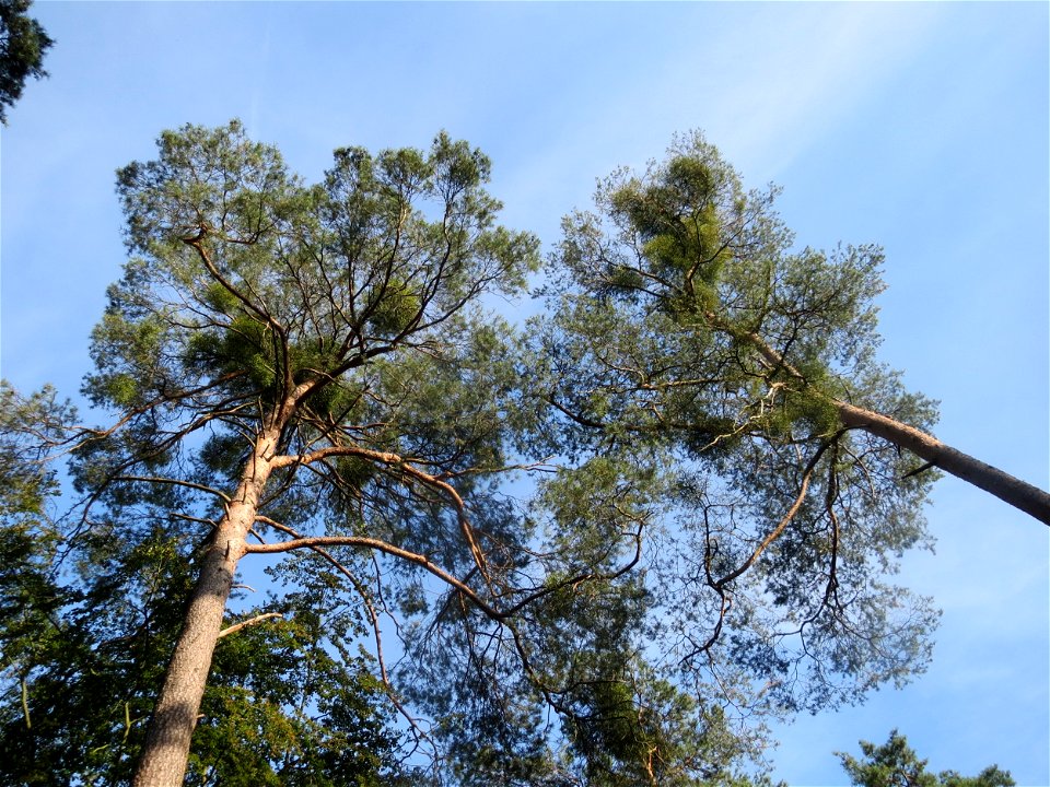Waldkiefer (Pinus sylvestris) im Schwetzinger Hardt