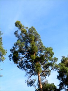 Waldkiefer (Pinus sylvestris) im Schwetzinger Hardt