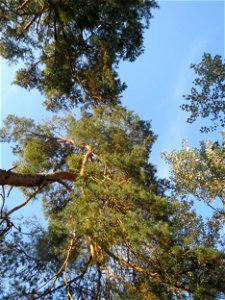 Waldkiefer (Pinus sylvestris) im Schwetzinger Hardt