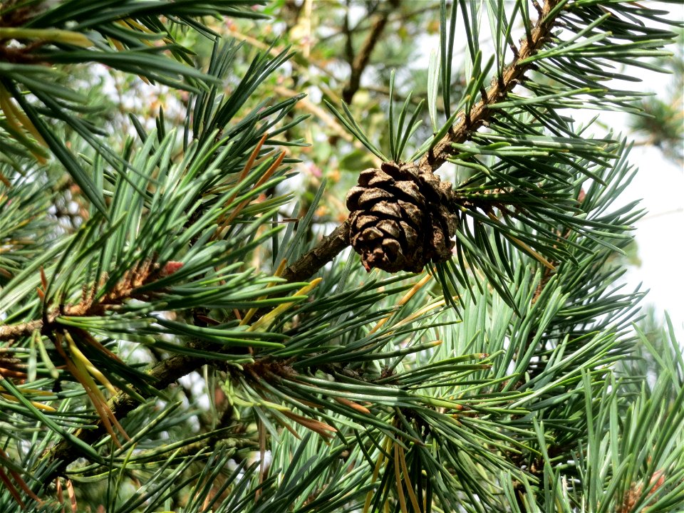 Waldkiefer (Pinus sylvestris) bei Hockenheim