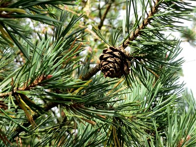 Waldkiefer (Pinus sylvestris) bei Hockenheim photo