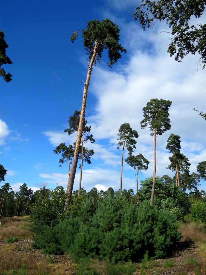 Ausgewachsene und junge Waldkiefern (Pinus sylvestris) auf einer Rodungsfläche mit natürlicher Waldverjüngung im Schwetzinger Hardt