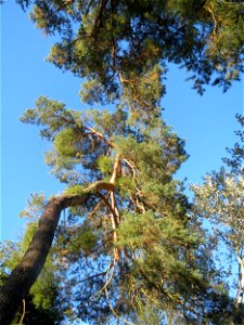 Waldkiefer (Pinus sylvestris) im Schwetzinger Hardt