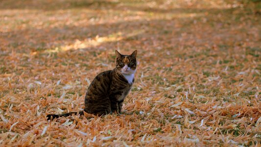 Animals nature pets