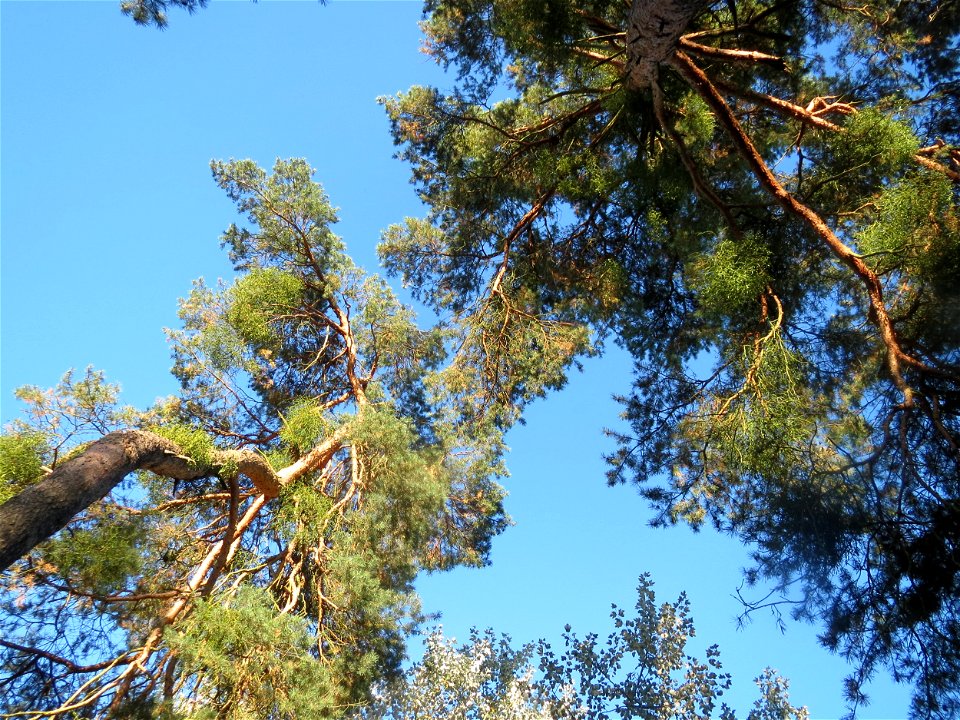 Waldkiefer (Pinus sylvestris) im Schwetzinger Hardt