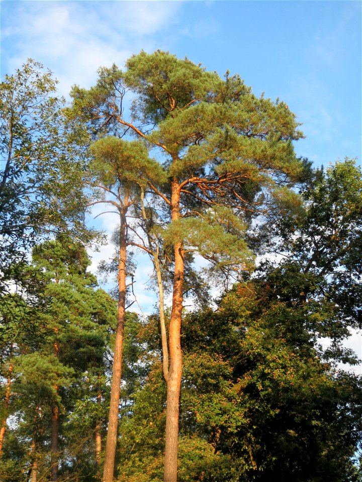 Waldkiefern (Pinus sylvestris) im Schwetzinger Hardt
