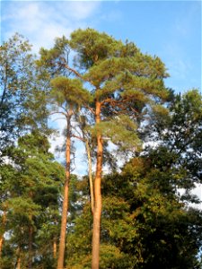 Waldkiefern (Pinus sylvestris) im Schwetzinger Hardt