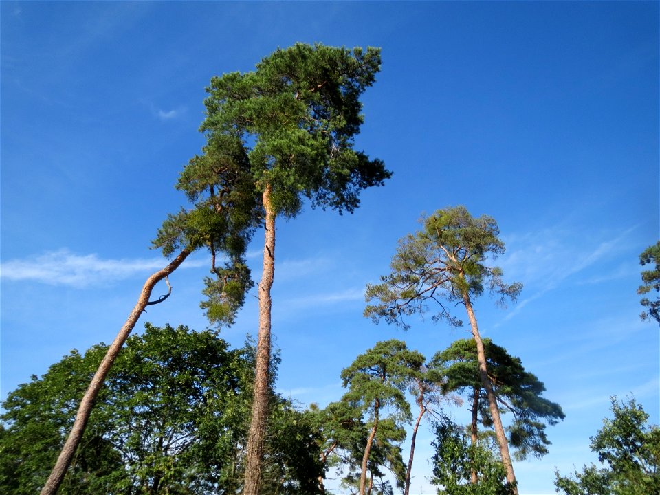 Waldkiefern (Pinus sylvestris) auf dem Feldherrenhügel (Naturschutzgebiet „Oftersheimer Dünen“)