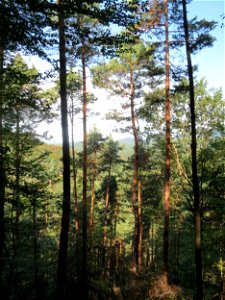 Waldkiefern (Pinus sylvestris) am Karlsplatzweg bei Klingenmünster