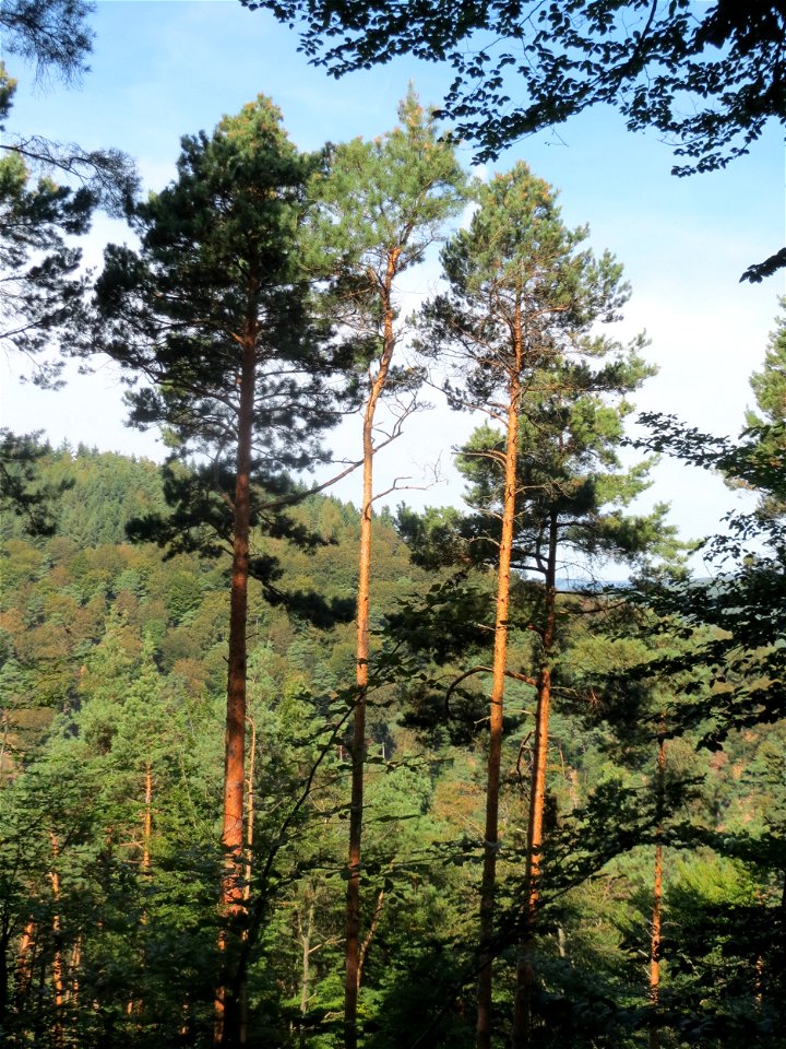 Waldkiefern (Pinus sylvestris) am Karlsplatzweg bei Klingenmünster
