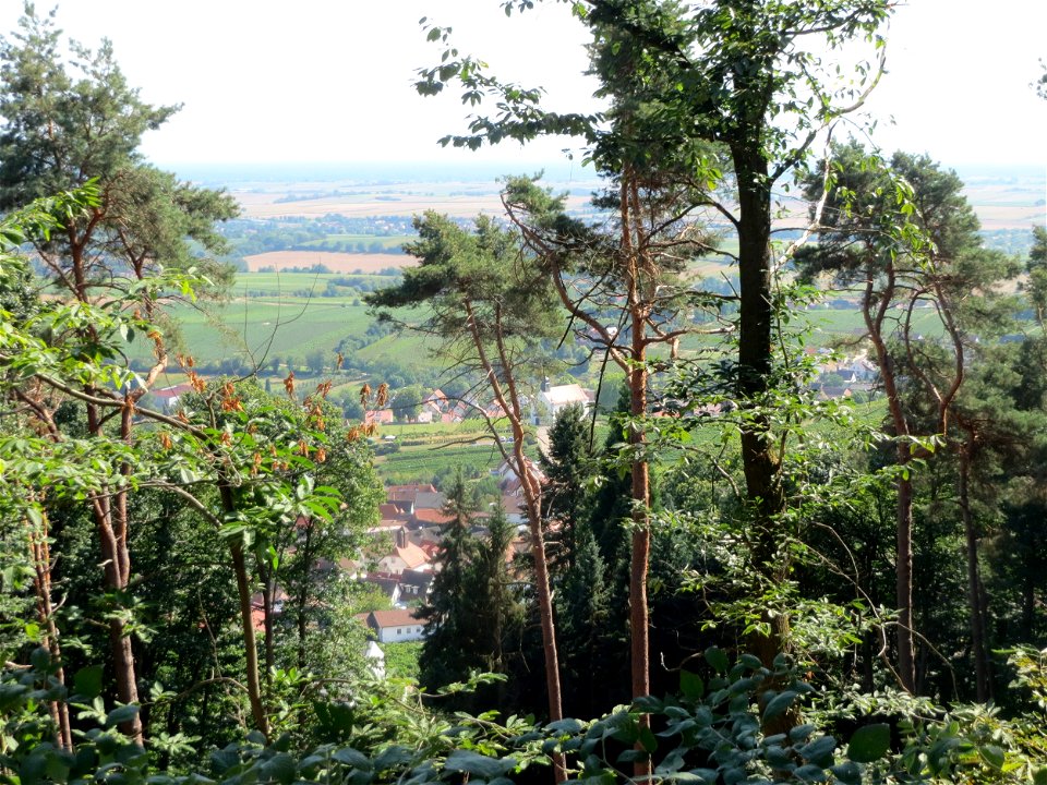 Waldkiefern (Pinus sylvestris) und andere Bäume oberhalb von Gleiszellen bei Klingenmünster