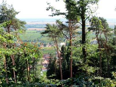 Waldkiefern (Pinus sylvestris) und andere Bäume oberhalb von Gleiszellen bei Klingenmünster