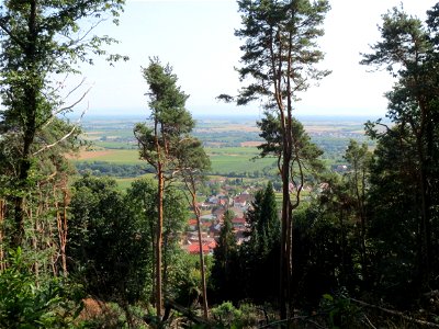 Waldkiefern (Pinus sylvestris) und andere Bäume oberhalb von Gleiszellen bei Klingenmünster