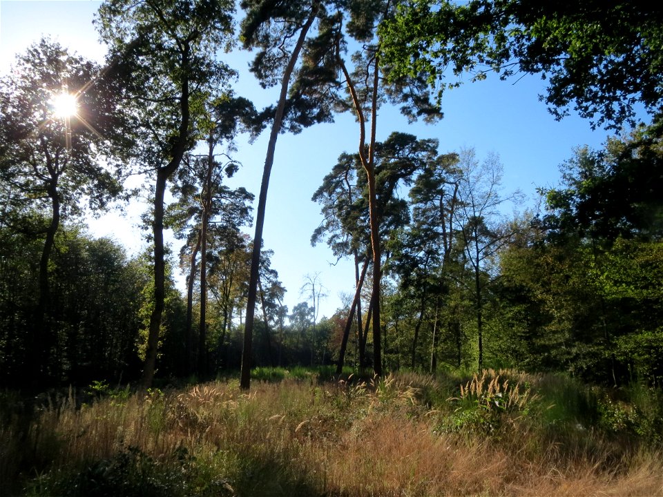 Adulte Waldkiefern (Pinus sylvestris) und Land-Reitgras (Calamagrostis epigejos) auf einer Rodungsfläche zwischen B36 und L722 im Schwetzinger Hardt