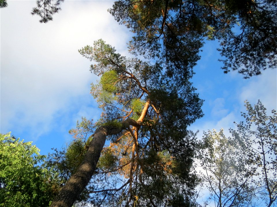 Waldkiefer (Pinus sylvestris) mit Weißbeeriger Mistel (Viscum album) im Schwetzinger Hardt