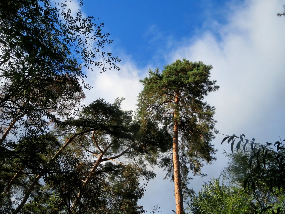 Waldkiefer (Pinus sylvestris) im Schwetzinger Hardt