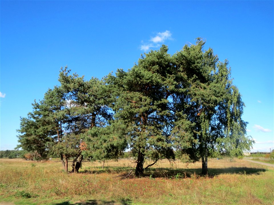 Solitäre Waldkiefer (Pinus sylvestris) am Rand vom Naturschutzgebiet Gewann Frankreich-Wiesental - als einzeln stehender Baum hat die Waldkiefer ein ganz anderes Erscheinungsbild als im Wald