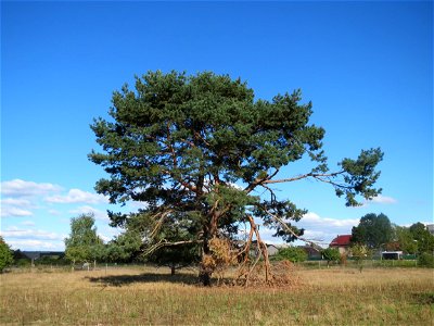Solitäre Waldkiefer (Pinus sylvestris) am Rand vom Naturschutzgebiet Gewann Frankreich-Wiesental - als einzeln stehender Baum hat die Waldkiefer ein ganz anderes Erscheinungsbild als im Wald