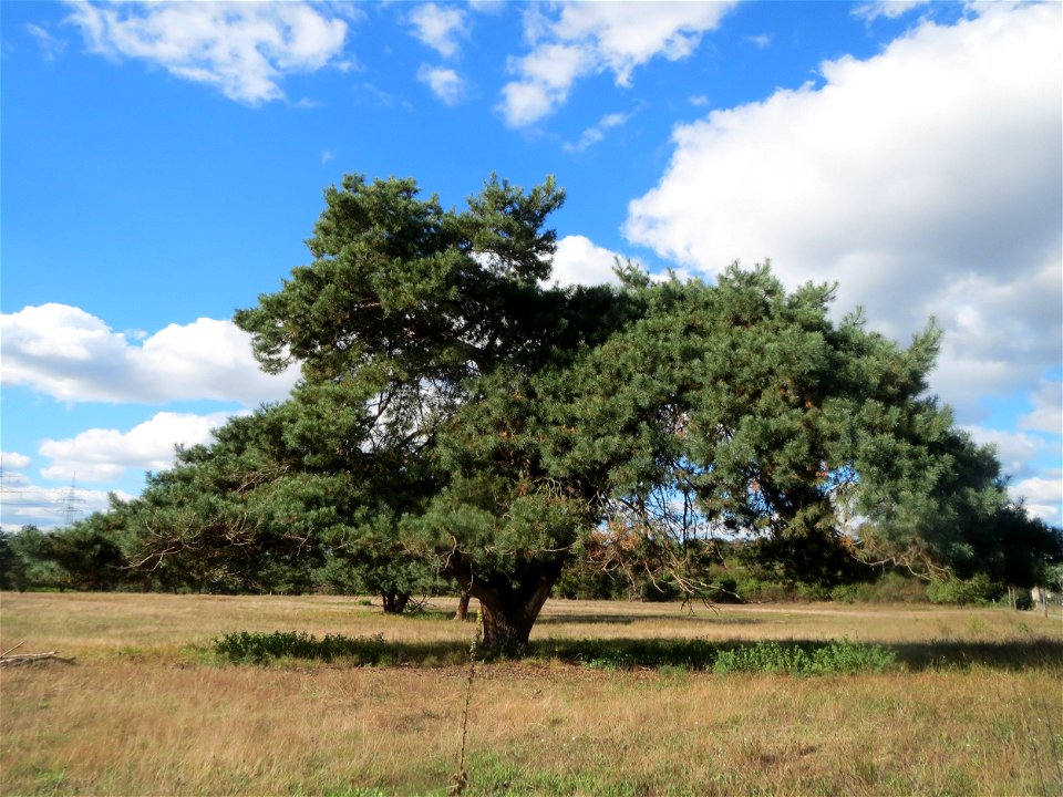 Solitäre Waldkiefer (Pinus sylvestris) im Naturschutzgebiet Gewann Frankreich-Wiesental - als einzeln stehender Baum hat die Waldkiefer ein viel "pinienhafteres" Erscheinungsbild als im Wald