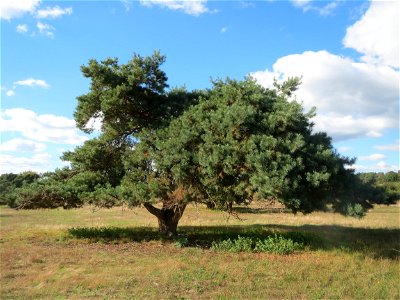 Solitäre Waldkiefer (Pinus sylvestris) im Naturschutzgebiet Gewann Frankreich-Wiesental - als einzeln stehender Baum hat die Waldkiefer ein viel "pinienhafteres" Erscheinungsbild als im Wald
