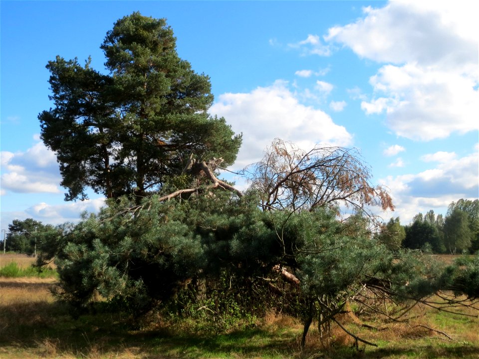 Solitäre Waldkiefer (Pinus sylvestris) im Naturschutzgebiet Gewann Frankreich-Wiesental