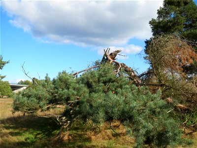 Solitäre Waldkiefer (Pinus sylvestris) im Naturschutzgebiet Gewann Frankreich-Wiesental